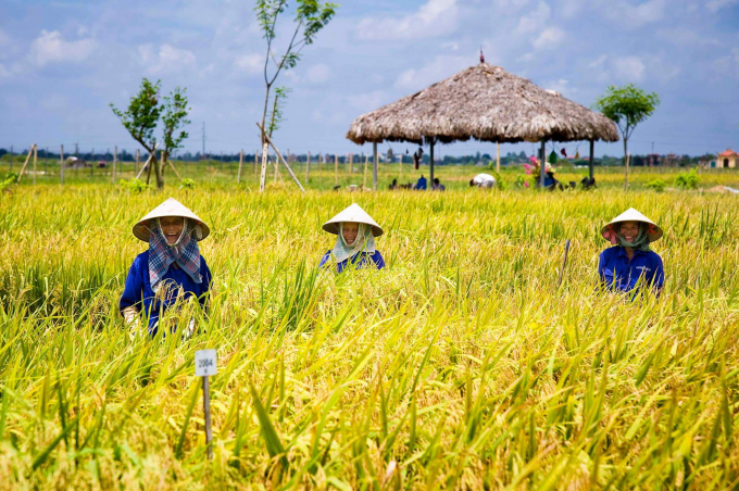 tang-ty-le-co-gioi-hoa-trong-san-xuat-hat-giong-lua-lai-f1-074631_20210609_171.jpeg Ruộng thí nghiệm nghiên cứu lúa lai của Syngenta Việt Nam tại Nam Định. Ảnh: Vũ Văn Tùng.