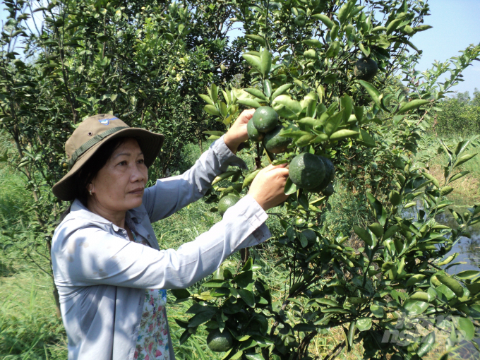 Việc chuyển đổi từ đất trồng mía kém hiệu quả sang trồng cây có múi, đến năm thứ 3 cây bắt đầu cho trái ổn định, mỗi năm hộ dân đạt lợi nhuận từ 70 - 400 triệu đồng/ha (tùy loại cây trồng) sau khi đã trừ chi phí đầu tư. Ảnh: Trung Chánh.