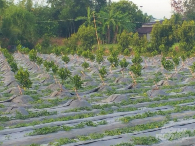 Các mô hình đều cho hiệu quả kinh tế cao hơn, với mục tiêu tăng lợi nhuận từ 1,5 đến 2 lần so với hiện trạng. Từ đó góp phần đạt chỉ tiêu thu nhập của hộ dân trong xây dựng nông mới của tỉnh Hậu Giang. Ảnh: Trung Chánh.