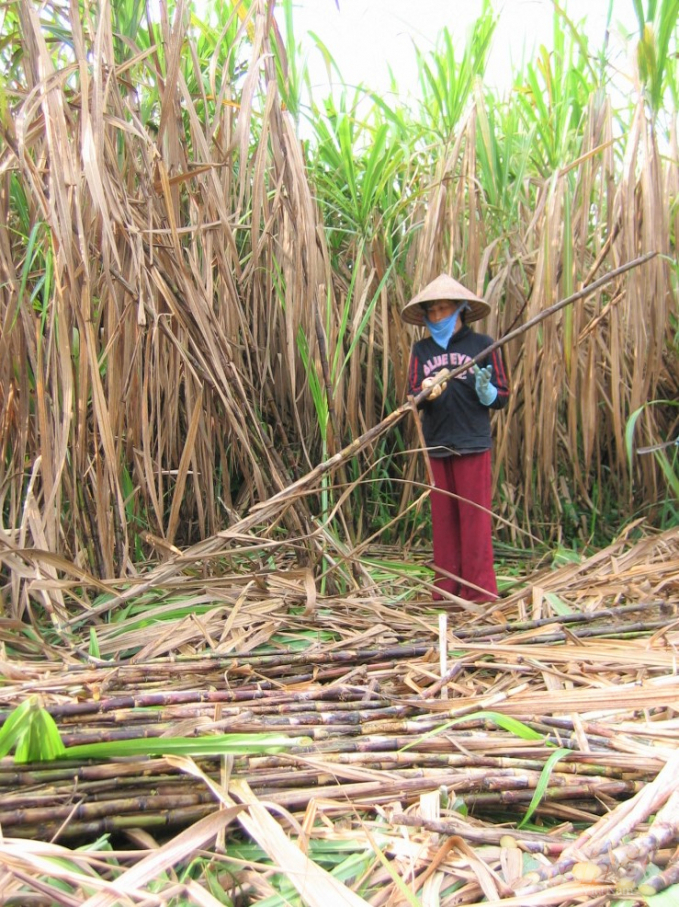 Trước đây, người dân chủ yếu trồng các giống mía địa phương, năng suất rất thấp, chỉ đạt 30-35 tấn/ha là cao. Ảnh: Trung Chánh.