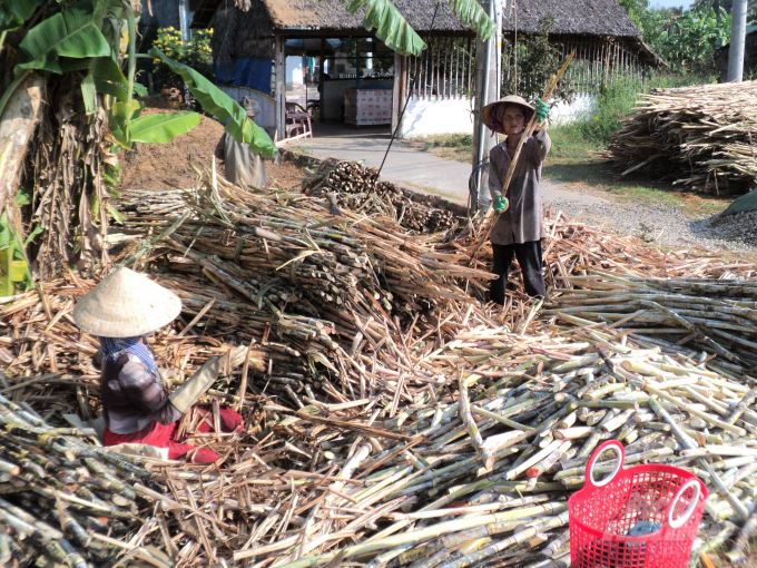 Diện tích trồng mía tăng mạnh, nghề trồng mía bán hom giống cũng phát triển theo, giải quyết việc làm, mang lại thu nhập khá cho người dân. Ảnh: Trung Chánh.