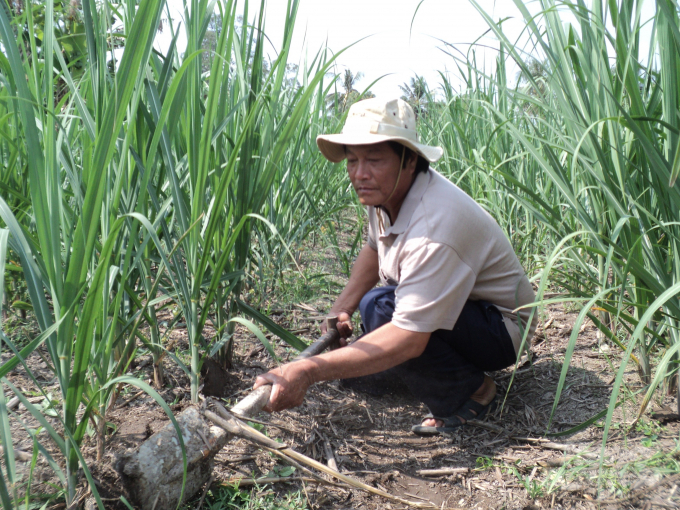 Để đáp ứng nhu cầu hoạt động của các nhà máy, tỉnh này đã đầu tư phát triển vùng trồng mía nguyên liệu tập trung với diện tích rất lớn. Thời đỉnh điểm, diện tích trồng mía của Hậu Giang lên đến hơn 14.000 ha. Ảnh: Trung Chánh.