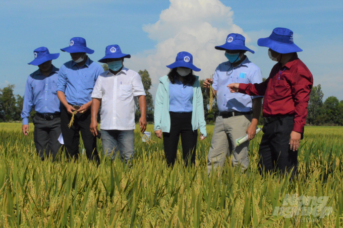 Các đại biểu tham quan, đánh giá giống lúa khảo nghiệm sản xuất tại trại giống nông nghiệp Mỹ Lâm. Ảnh: Trung Chánh.