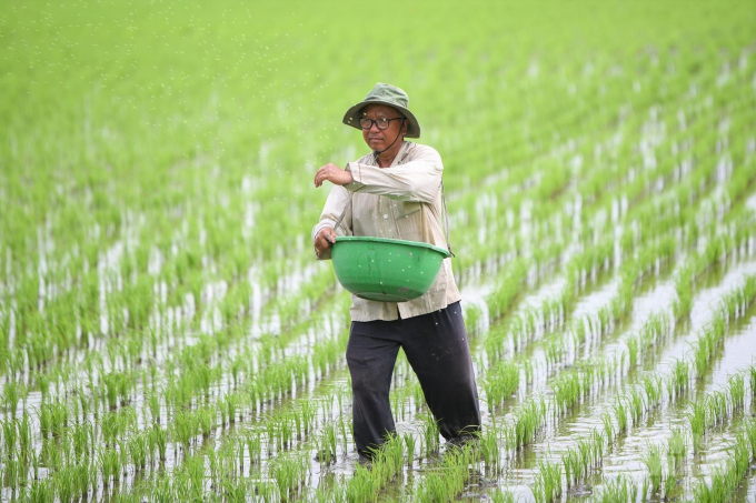 Ngành nông nghiệp khuyến cáo nông dân thường xuyên thăm đồng, chăm sóc lúa đông xuân, phòng trừ kịp thời các sinh vật gây hại, nhất là rầy nâu, bệnh vàng lùn lùn xoắn lá, bệnh đạo ôn, bạc lá trên lúa. Ảnh: Trung Chánh.