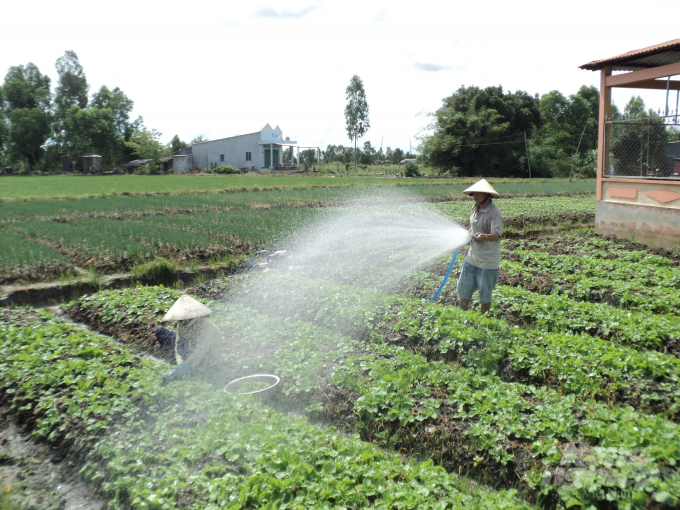 Nông dân Hậu Giang tập trung chăm sóc tốt vụ lúa đông xuân 2020 – 2021, chăm sóc rau màu, cây ăn trái, hoa kiểng phục vụ dịp tết. Ảnh: Trung Chánh.