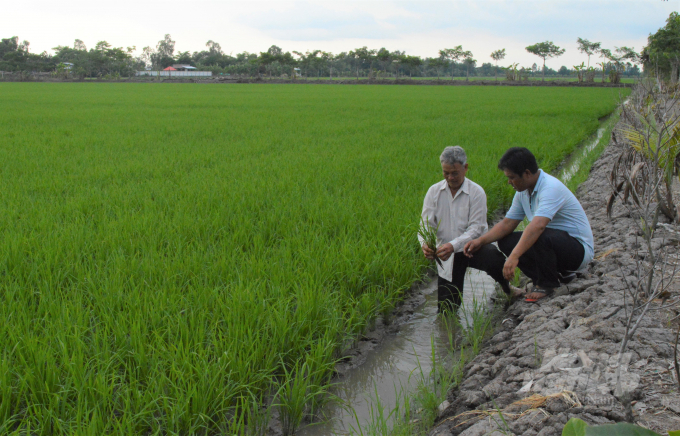 san-xuat-lua-3-075724_44.jpg Nông dân được khuyến cáo áp dụng triệt để các biện pháp kỹ thuật, sạ thưa hoặc cấy máy để giảm chi phí sản xuất trong bối cảnh giá phân bón đang tăng cao. Ảnh: Trung Chánh.