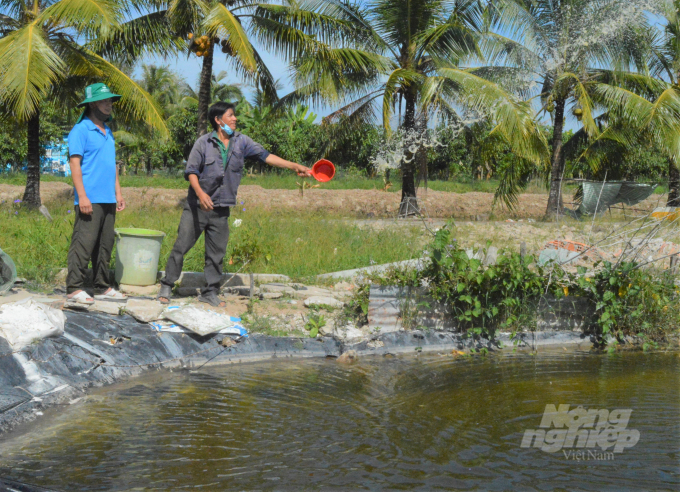 Anh Nguyễn Hoàng Vũ (bên phải) đã ứng dụng vi sinh vật bản địa - IMO vào việc nuôi tôm của gia đình 2 năm nay, chi phí thấp nhưng mang lại hiệu quả cao. Ảnh: Trung Chánh.