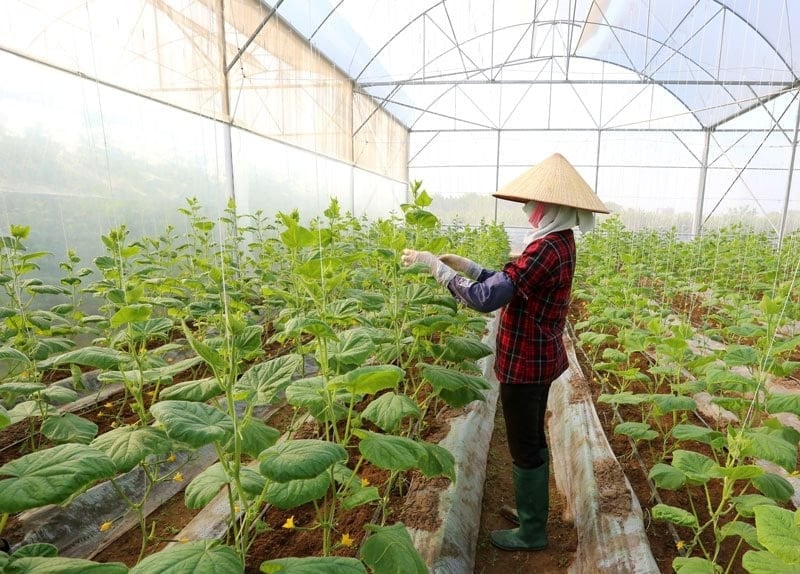 Tích tụ ruộng đất là cơ sở để hình thành các mô hình nông nghiệp quy mô lớn thuận tiện cho ứng dụng khoa học kỹ thuật trong sản xuất, tăng giá trị nông nghiệp. Ảnh: Hoàng Mai