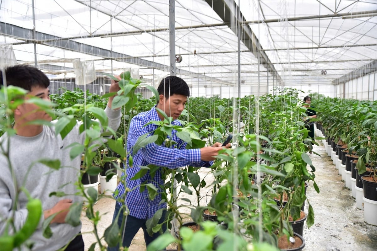 Sơn La đang khuyến khích nông dân tiên phong áp dụng biện pháp sinh học vào phòng trừ sinh vật hại cây trồng nhằm phát triển nền nông nghiệp bền vững. Ảnh: Kiều Chi.