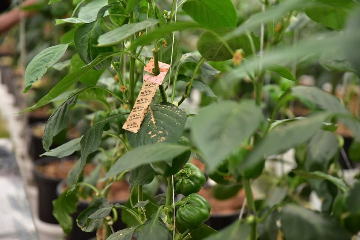 Sweet peppers grown in greenhouses are often affected by certain pests, which can be effectively controlled using natural enemies. Photo: Kieu Chi.