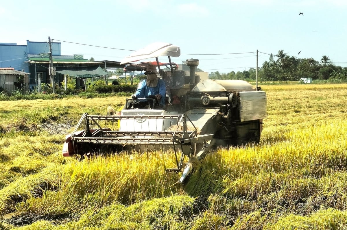 Rơm rạ và phụ phẩm vụ trước nên giữ lại trên đồng ruộng để tăng lượng hữu cơ cho đất. Ảnh: Minh Đảm.