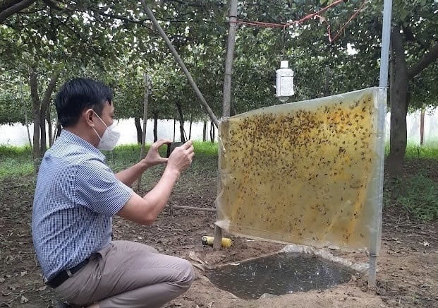 Mô hình sử dụng chế phẩm sinh học trừ sinh vật hại cây ăn quả. Ảnh: TL.