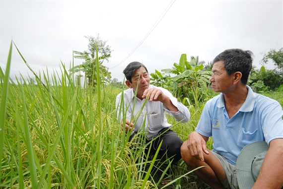 st25-d-232011_508.jpg Ông Cua (trái) vẫn đang hàng ngày tiếp tục nghiên cứu, duy trì, hoàn thiện những đặc tính tốt nhất cho giống lúa ST. Ảnh: Minh Đãm.