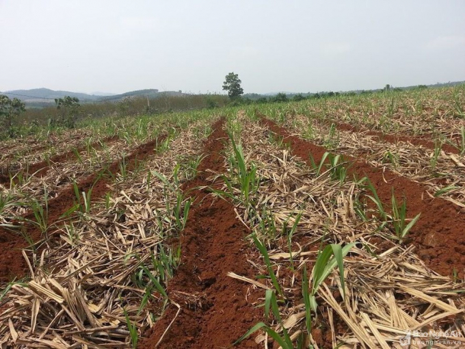 Sustainable sugar cane farming solutions on sloping land have been applied by sugar companies in Nghe An. Photo: ST.