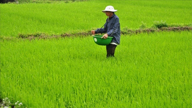 thm-dong111049633-100042_354.jpg Người dân tranh thủ thời tiết nắng ấm để bón thúc cho lúa vụ đông xuân. Ảnh: TL.
