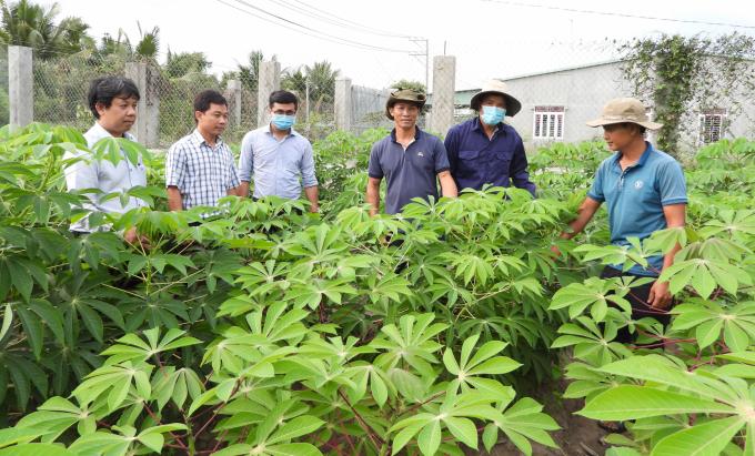 Despite being approved the progress of the production of HN3 and HN5 varieties can’t meet demand. Photo: Tran Trung.