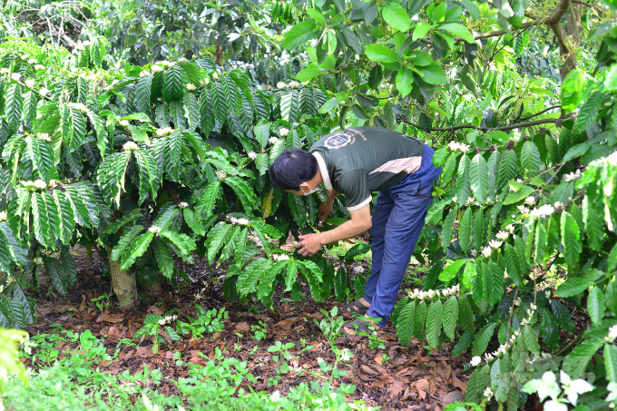 Through the sprinkler irrigation system at the root, people can both water and fertilize. Photo: Dang Lam.