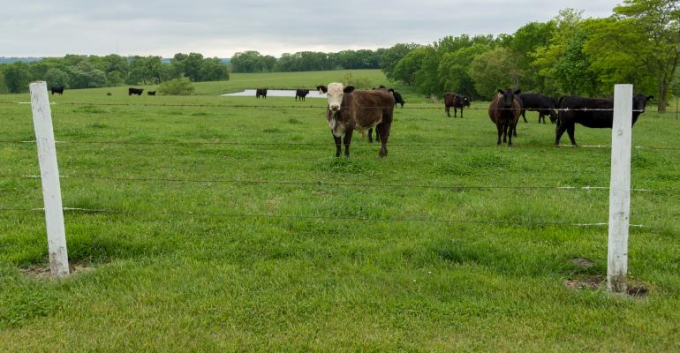Beef producers should consider holding off on grazing new pasture growth this spring until forage height reaches a minimum of 4 inches. This will help reduce the incidence of grass tetany. Photo: SG