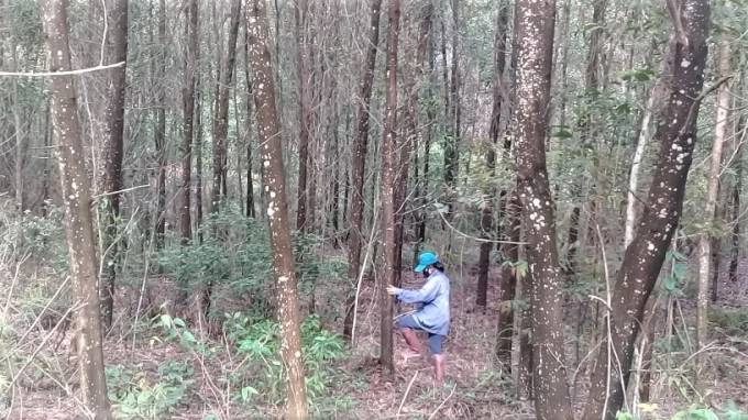 Quang Binh currently has 4,300 ha of FSC-certified forest. The province is striving toward 7,000 ha of FSC-certified forest. Photo: Trong Hieu.