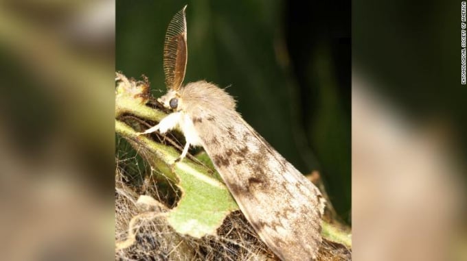 An adult spongy moth (Lymantria disbar) sits on a leaf. Photo: CNN