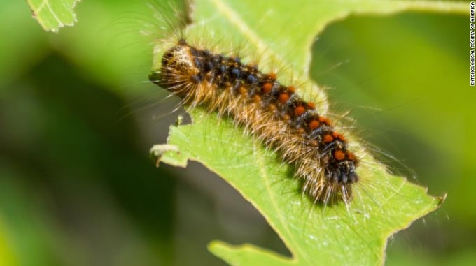 Pictured is the spongy moth in larval form. Photo: CNN