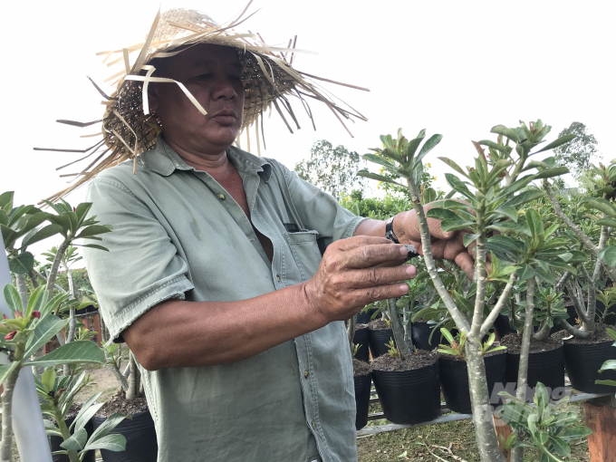 Nguyen Thanh Hung's garden provides the market with more than 60,000 adenium plants each year. Photo: Hoai Tien.