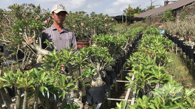 Dang Tuan Hai cut branches of Sunshine adenium for the next batch. Photo: Hoai Tien.