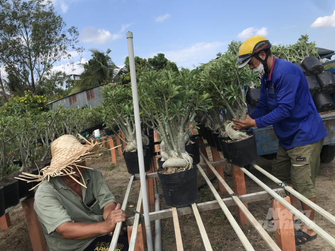 Farmers are busy caring the Sunshine adenium waiting for the buyer's purchase in June. Photo: Hoai Tien.