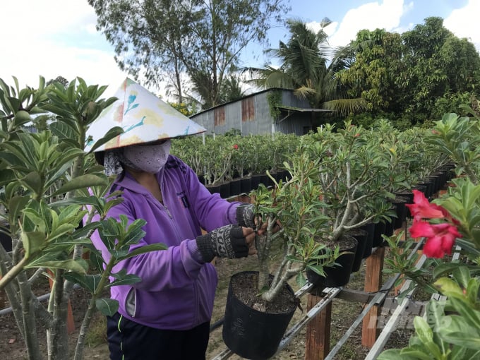 Local workers live leisurely thanks to year-round work at the adenium garden. Photo: Hoai Tien.