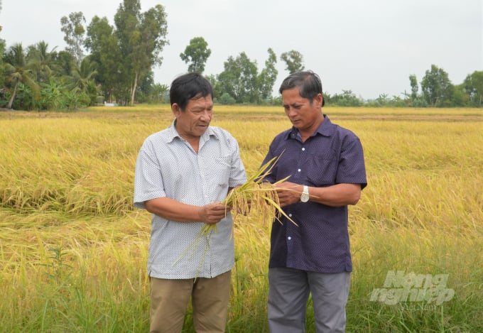 vnsat-chau-thanh-kg-2-083843_691.jpg Ông Phạm Văn Nhiều (bên trái) Giám đốc Hợp tác xã Nông nghiệp Hòa Thuận I đang cùng xã viên kiểm tra độ chín của bông lúa trước khi đôi dịch vụ tiến hành thu hoạch lúa cho nông dân. Ảnh: Trung Chánh.