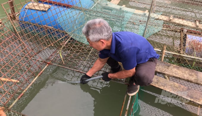 Ông Bế Thành Đông thường xuyên kiểm tra tình hình sinh trường và phát triển của đàn cá. Ảnh: Công Hải.