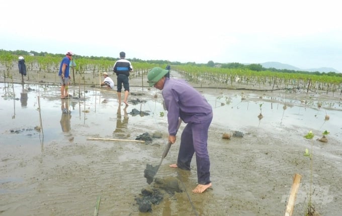 Binh Dinh people plant new mangroves. Photo: Vu Dinh Thung.