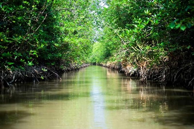 A corner in the mangroves in Can Gio, Ho Chi Minh city. Photo: TL.