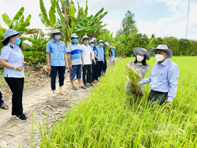 z3258295095437_e8bb64197b6f4bca8b0b37e6ae2fcaab-153408_313.jpg Bà Nguyễn Thị Thu Hương, Phó Cục trưởng Cục Bảo vệ Thực vật (thứ 2 từ phải sang) kiểm tra mã số vùng trồng trên lúa tại huyện Thoại Sơn, tỉnh An Giang. Ảnh: Lê Hoàng Vũ.