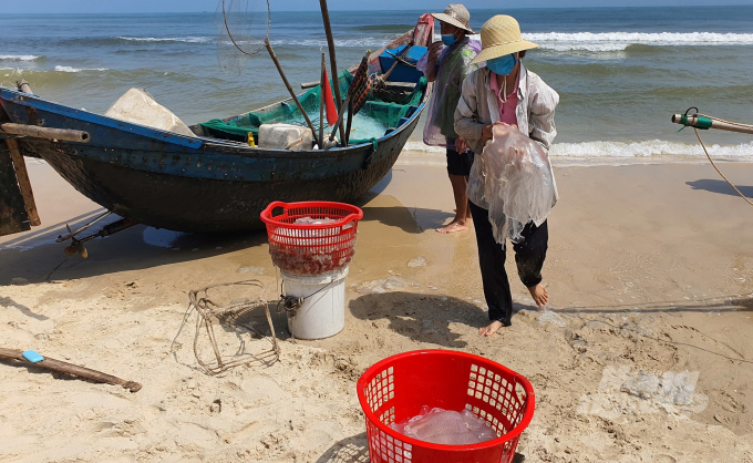 sua1-172220_344.jpg Giá sứa được thương lái thu mua từ 7.000 – 15.000 đồng/kg đã mang lại nguồn thu nhập đáng kể cho ngư dân. Ảnh: CĐ.