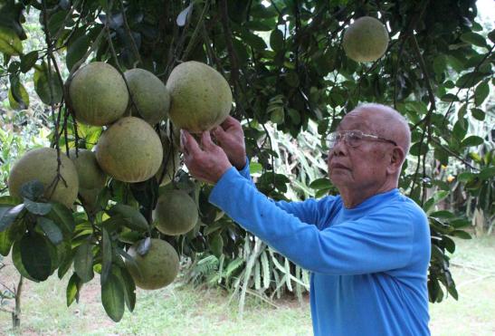Phân đa yếu tố NPK Văn Điển giúp tăng năng suất, chất lượng cho cây bưởi và giúp cây bền hơn. Ảnh: DV.
