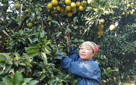 Phân đa yếu tố NPK Văn Điển giúp các vùng chuyên canh cây có múi phát triển bền vững. Ảnh: ST.