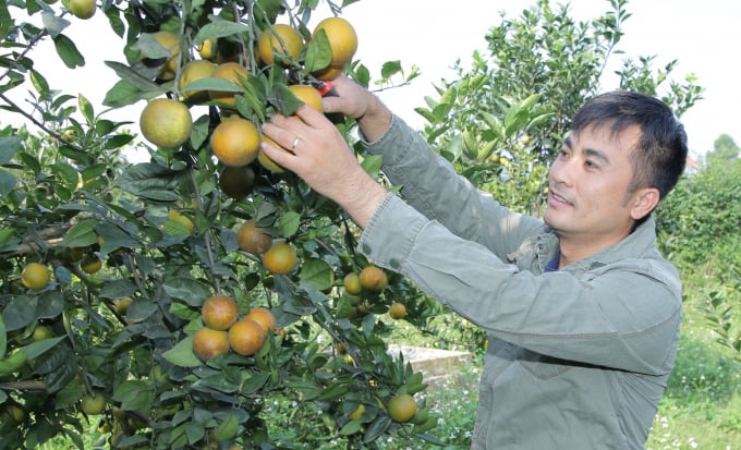 Phân bón đa yếu tố NPK Văn Điển rất phù hợp với cây cam vùng chuyên canh. Ảnh: ST.