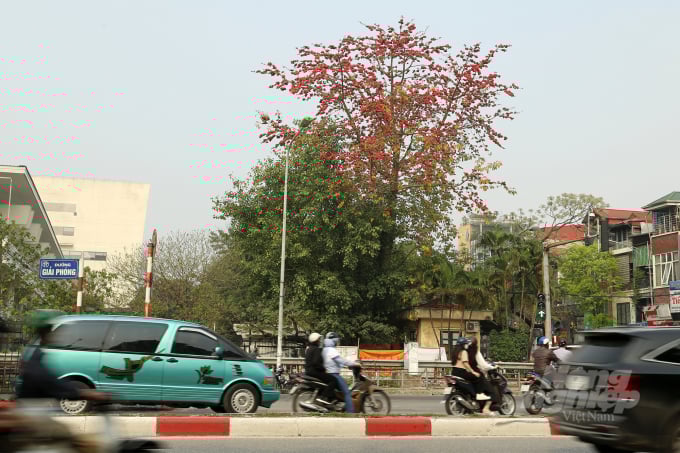6-130209_130.jpg Cây gạo ở thủ đô không mọc thành hàng mà thường chỉ đơn độc một cây giữa những mái nhà xưa cũ. Cây thân thẳng, cao vượt mái nhà. Phần lớn cây gạo nơi đây là những cây đại thụ, có cây đến hơn trăm tuổi. Cây hoa gạo tại ngã 3 Giải Phóng - Phương Mai nở đỏ rực một góc trời.