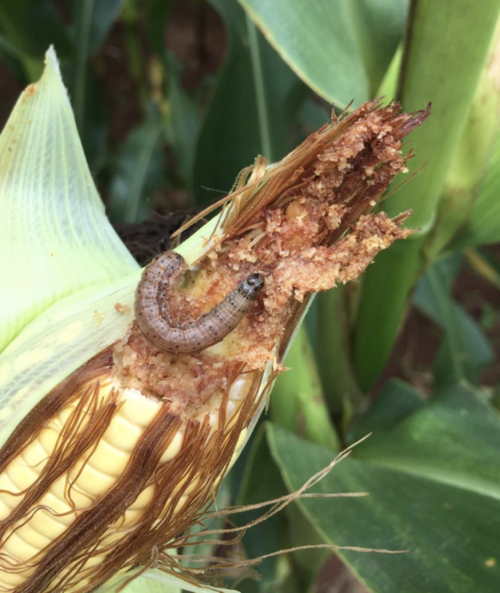fall-armyworm-094638_186.jpeg Theo tính toán năm 2018 của Tổ chức Nông lương Liên Hợp quốc (FAO), có tới 17,7 triệu tấn ngô bị mất hàng năm do sâu keo mùa thu. Chỉ tính riêng ở châu Phi - con số này đủ nuôi hàng chục triệu người và thiệt hại kinh tế trung bình là 4,6 tỷ USD.