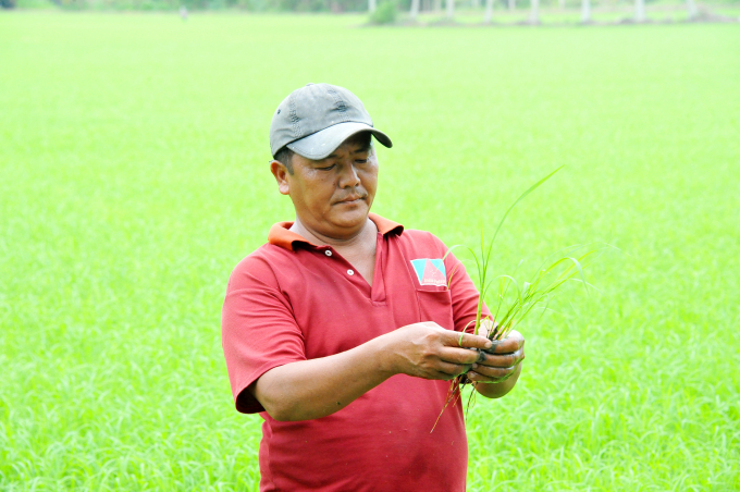anh-1-102454_986.jpg Trong nhiều năm qua Dự án VnSAT đã giúp nông dân, HTX, THT kết nối với doanh nghiệp trong sản xuất và bao tiêu lúa gạo. Ảnh: Lê Hoàng Vũ.
