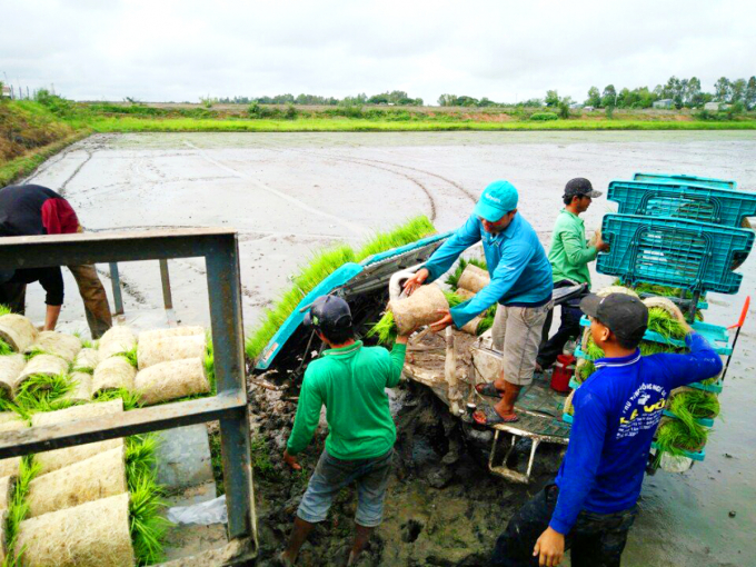 Gần 7 năm qua Dự án VnSAT có mặt tại ĐBSCL đã triển khai cho 8 tỉnh có diện tích trồng lúa lớn, hỗ trợ tập huấn nông dân tiếp cận những kiến thức khoa học học kỹ thuật mới. Ảnh: Lê Hoàng Vũ.