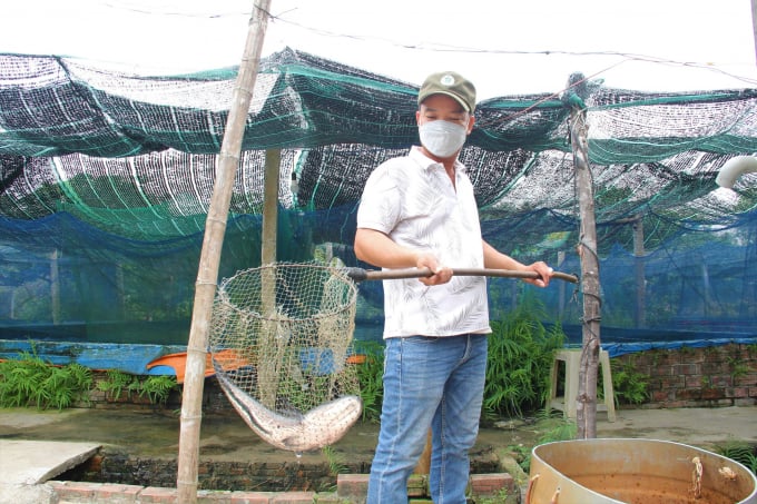 Mỗi năm, anh Kim xuất ra thị trường khoảng trên 40 tấn cá lóc thương phẩm. Ảnh: L.K.
