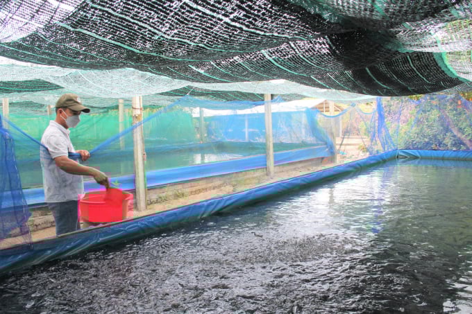 Cá lóc nuôi trong ao lót bạt có thể chủ động được nguồn nước, kiểm soát dịch bệnh tốt hơn. Ảnh: L.K.