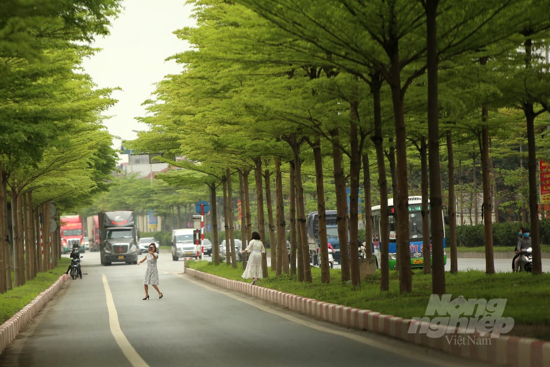 11-140002_620.jpg Hiện tại nơi đây đang thu hút khá đông người dân đến chụp ảnh, tuy nhiên việc đảm bảo an toàn tuân thủ luật lệ giao thông. Bạn Vũ Thuỳ Trang (quận Hoàng Mai, Hà Nội) cho biết: 'Khu vực này chụp ảnh đẹp không thu phí, tuy nhiên mọi người nên đảm bảo an toàn cho bản thân và các phương tiện lưu thông trên đường'.