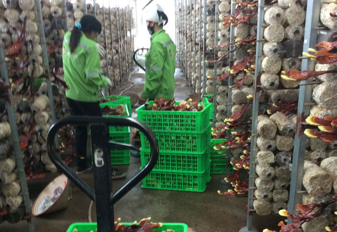 100% of Thai Nguyen's OCOP products are stamped with traceability codes and supported on the e-commerce platform. Photo: Dong Van Thuong.