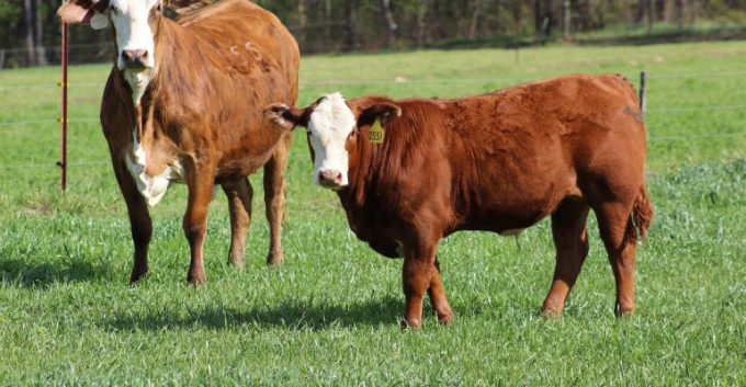 A cow-calf pair on moderate-stocked Nelson ryegrass, developed by Lloyd Nelson's breeding program at Overton. Photo: Getty