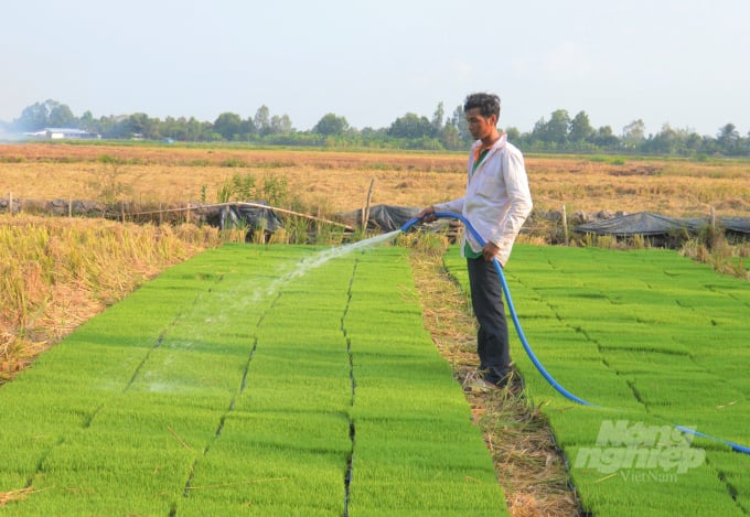 Nhờ tham gia dự án VnSAT, xã viên Hợp tác xã Nông nghiệp Vị Thủy I đã chuyển từ tập quán sạ dày sang làm mạ cấy máy hoặc sạ thưa, đạt hiệu quả kinh tế cao. Ảnh: Trung Chánh.