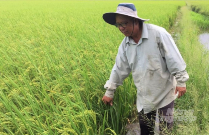 Hợp tác xã Nông nghiệp Vị Thủy I đang mở rộng sang sản xuất lúa theo tiêu chuẩn VietGAP với diện tích 50 ha, hướng tới sản xuất gạo cung ứng ra thị trường với thương hiệu riêng. Ảnh: Trung Chánh.