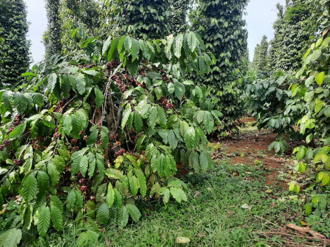 Trà Cascara của Shin Cà phê được thu hái từ những Vườn cà phê cảnh quan của Dự án VnSAT.